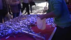 Eskişehir'de balıkçı tezgahında hamsi ve palamut balıkları