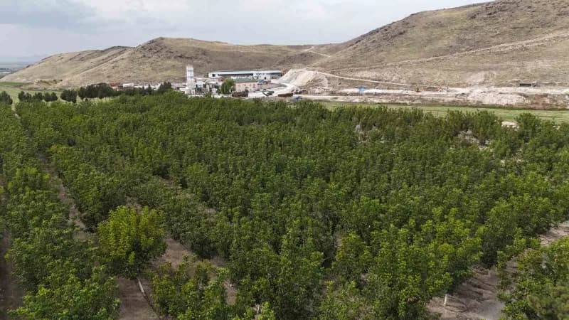 Develi ilçesinde boş fabrika bahçesine ekilen ceviz ağaçları ile hem üretim yapılıyor hem de bölge halkına istihdam sağl