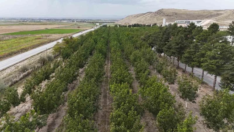 Develi ilçesinde boş fabrika bahçesine ekilen ceviz ağaçları ile hem üretim yapılıyor hem de bölge halkına istihdam sağl