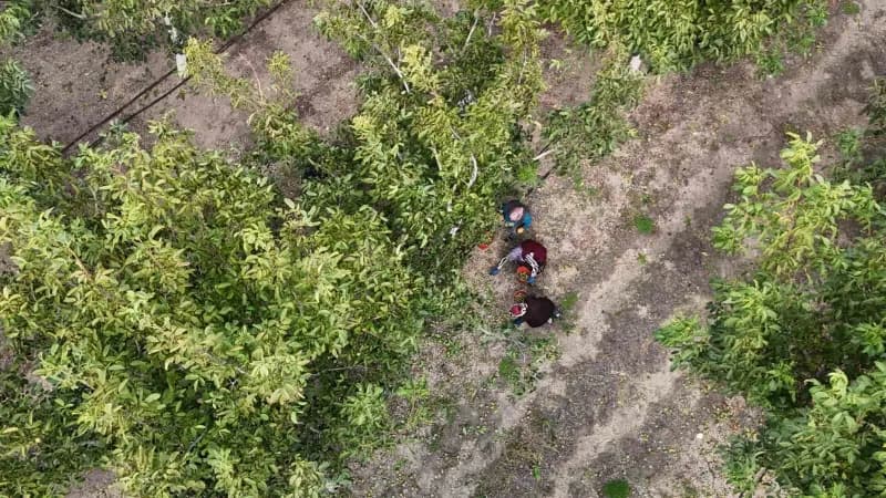 Develi ilçesinde boş fabrika bahçesine ekilen ceviz ağaçları ile hem üretim yapılıyor hem de bölge halkına istihdam sağl