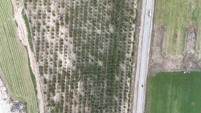 Develi ilçesinde boş fabrika bahçesine ekilen ceviz ağaçları ile hem üretim yapılıyor hem de bölge halkına istihdam sağl