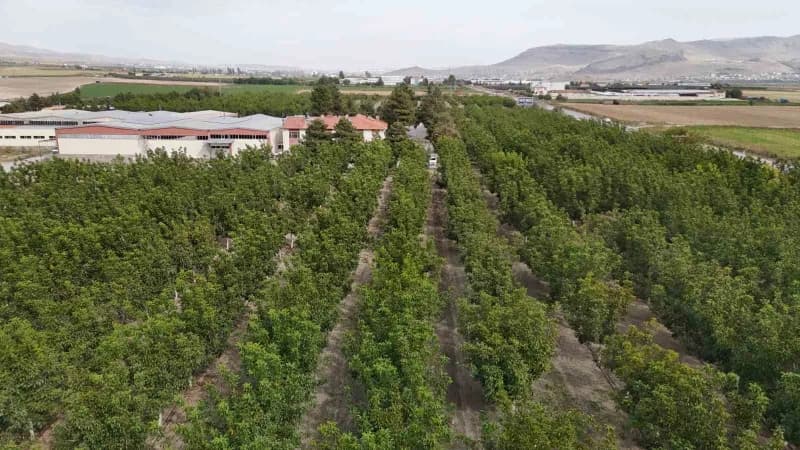 Develi ilçesinde boş fabrika bahçesine ekilen ceviz ağaçları ile hem üretim yapılıyor hem de bölge halkına istihdam sağl