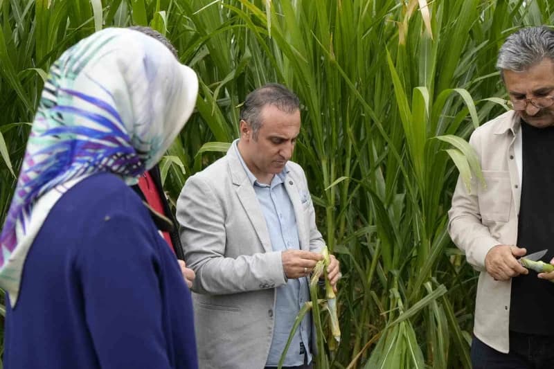Gümüşhane’nin Kelkit ilçesinde yetiştirilen fil otu, yüksek verimi ve uzun ömürlü yapısıyla hayvancılıkta kaba yem açığı