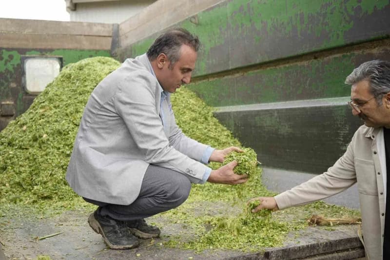Gümüşhane’nin Kelkit ilçesinde yetiştirilen fil otu, yüksek verimi ve uzun ömürlü yapısıyla hayvancılıkta kaba yem açığı