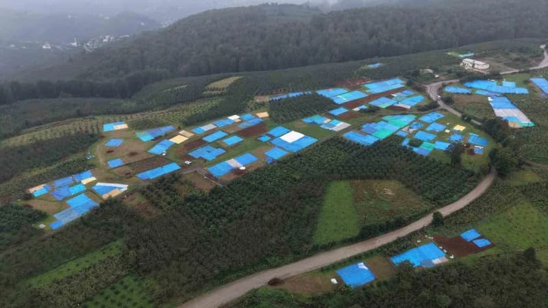Ordu'da fındık kurutma alanında branda kullanılan fındıklar ve üreticiler