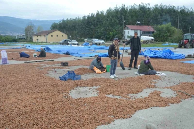 Ordu’dan fındıklarını kurutmak için Tokat’ın Niksar ilçesine gelen üreticiler, burada da yağışla karşılaşınca ürünlerini