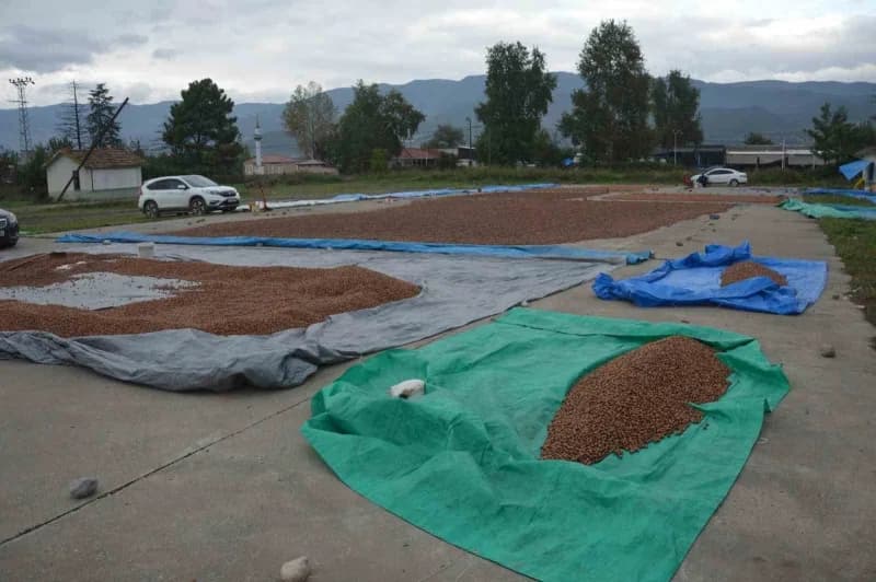 Ordu’dan fındıklarını kurutmak için Tokat’ın Niksar ilçesine gelen üreticiler, burada da yağışla karşılaşınca ürünlerini