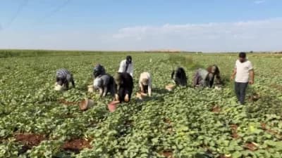 Gaziantep Oğuzeli ilçesinde turşuluk acur tarlasında hasat yapan işçiler