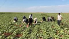Gaziantep Oğuzeli ilçesinde turşuluk acur tarlasında hasat yapan işçiler