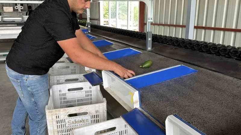 Gazipaşa’da yetiştirilen avokadolar, 70 binin üzerinde meyvenin bulunduğu ve 20 tonu aşan ilk büyük sevkiyatla Gürcistan