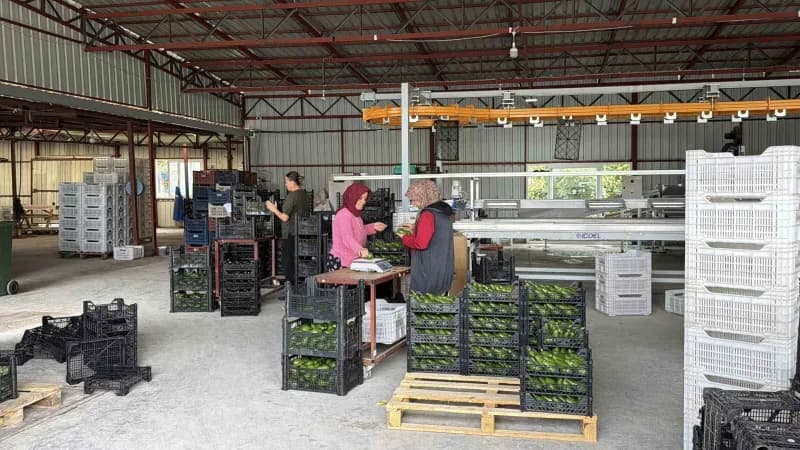 Gazipaşa'da yetişen avokadoların Gürcistan'a yapılan ihracat için yüklenmesi