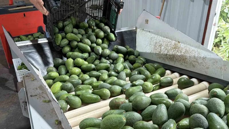 Gazipaşa’da yetiştirilen avokadolar, 70 binin üzerinde meyvenin bulunduğu ve 20 tonu aşan ilk büyük sevkiyatla Gürcistan