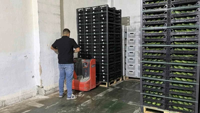 Gazipaşa’da yetiştirilen avokadolar, 70 binin üzerinde meyvenin bulunduğu ve 20 tonu aşan ilk büyük sevkiyatla Gürcistan