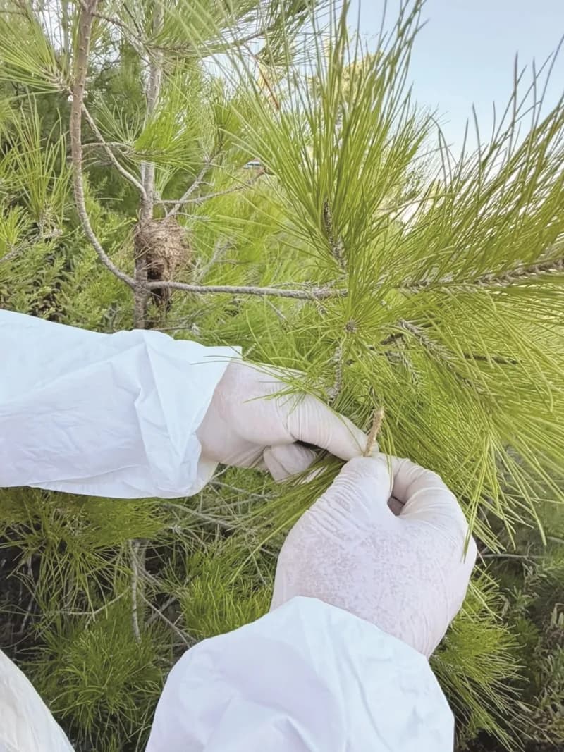 Gazipaşa ilçesinde Çam kese böceği yumurta koçanlarının toplanmasına yönelik çalışmalar yürütülüyor.