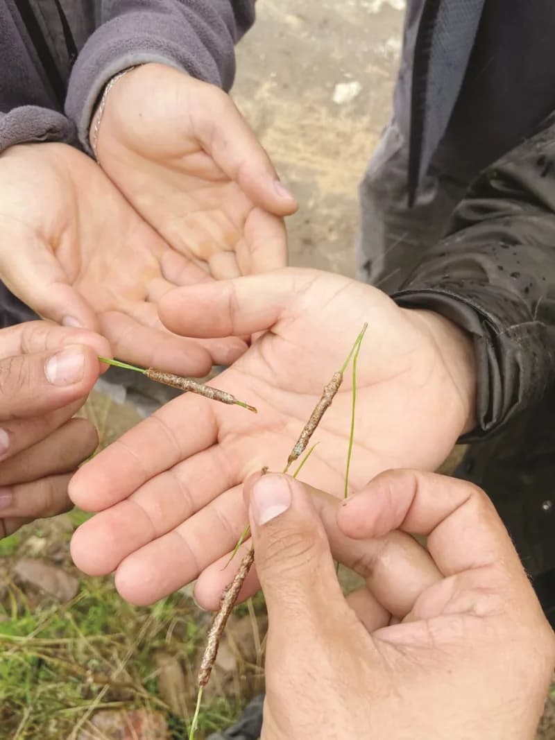 Gazipaşa ilçesinde Çam kese böceği yumurta koçanlarının toplanmasına yönelik çalışmalar yürütülüyor.