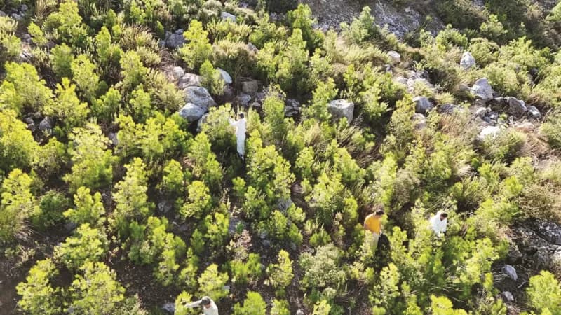 Gazipaşa’da çam kese böceğine karşı erken müdahale