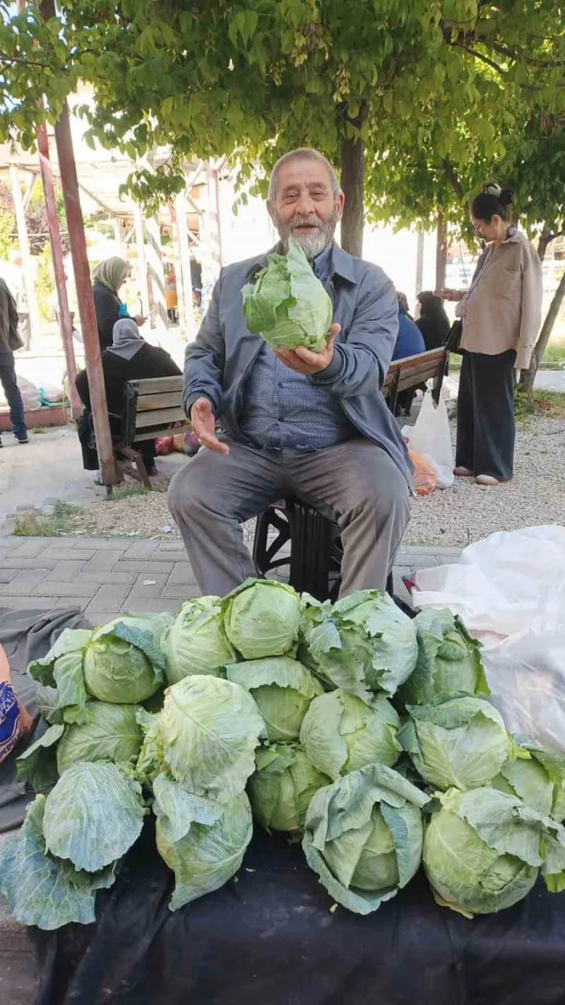 Giresun’un Alucra ilçesinde yöreye özgü yerel beyaz lahana olarak bilinen Alucra Keleminin hasadına başlandı. Bu yıl ver
