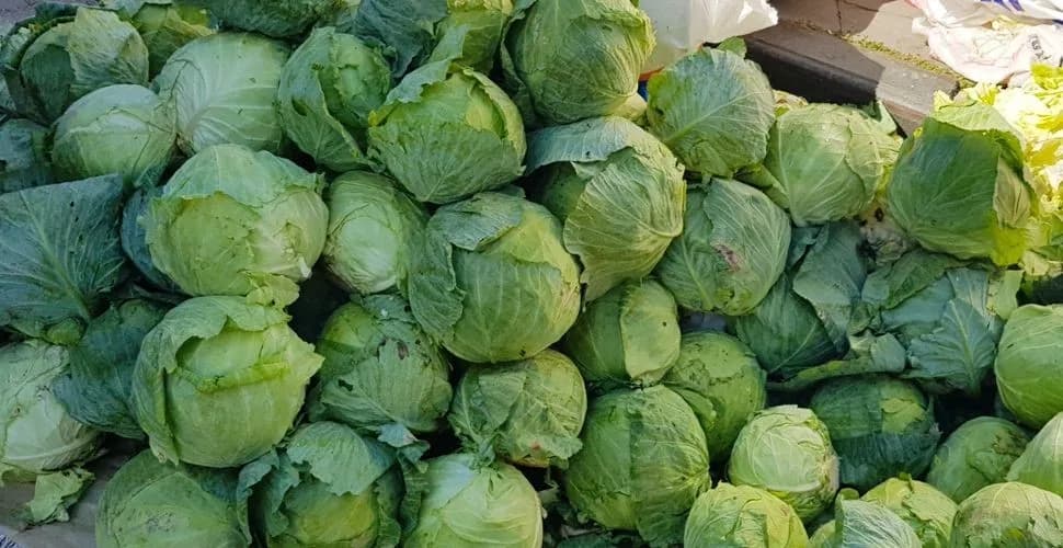 Giresun Alucra'da tarlada yetişen Alucra kelemi beyaz lahana hasadı yapılırken ürünler toplanıyor