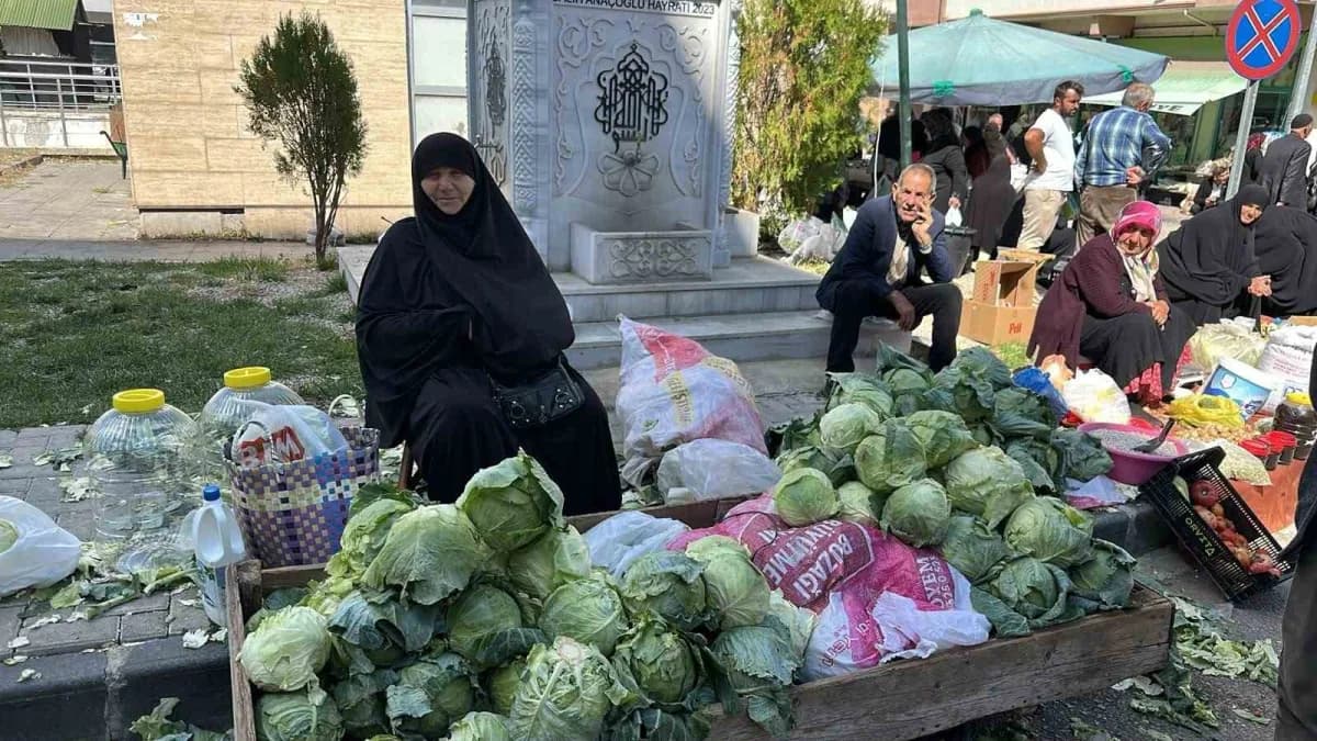 Giresun’un Alucra ilçesinde yöreye özgü yerel beyaz lahana olarak bilinen Alucra Keleminin hasadına başlandı. Bu yıl ver