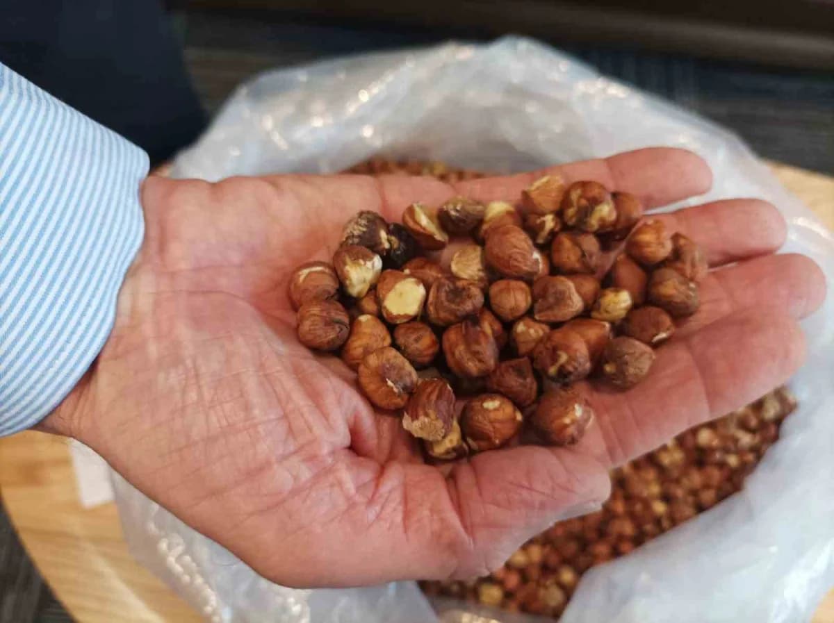 Giresun'da kokarca fındıkta rekolte ve randıman kaybına neden oldu