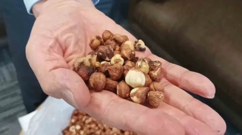 Giresun'da kokarca fındıkta rekolte ve randıman kaybına neden oldu