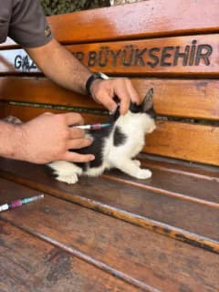 Gaziantep Kolej Vakfı Özel Okulları öğrencileri ve veteriner hekim okul bahçesindeki kedilerin sağlık kontrollerini yapı