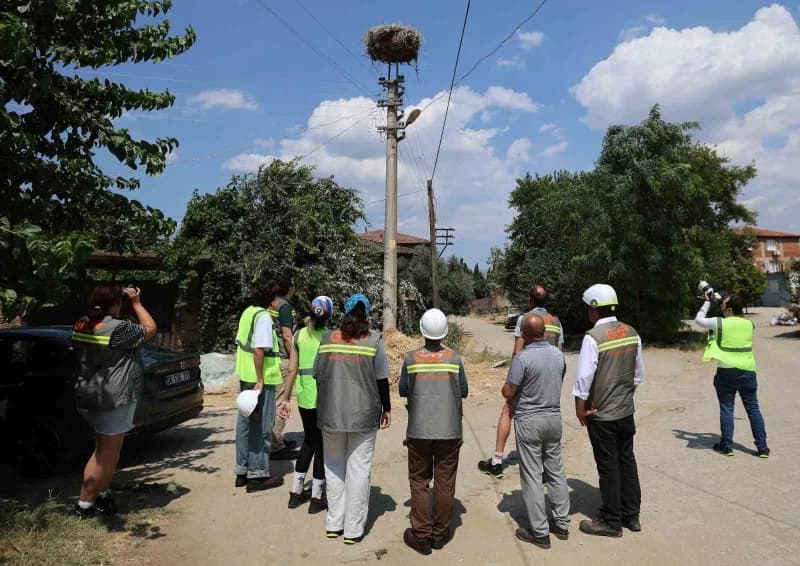 Muğla'da elektrik hatları ve göçmen kuşların güvenliği için yapılan koruma çalışmaları