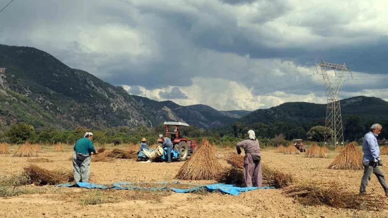 Muğla'nın Ula ilçesinde, susuz yetiştirilmesi ve kendine özgü aromasıyla öne çıkan Gökova susamında hasat dönemi başladı