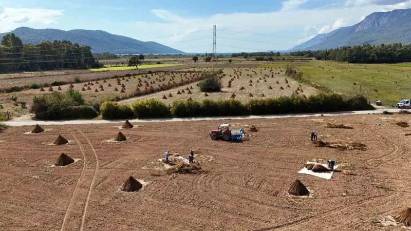 Muğla'nın Ula ilçesinde, susuz yetiştirilmesi ve kendine özgü aromasıyla öne çıkan Gökova susamında hasat dönemi başladı