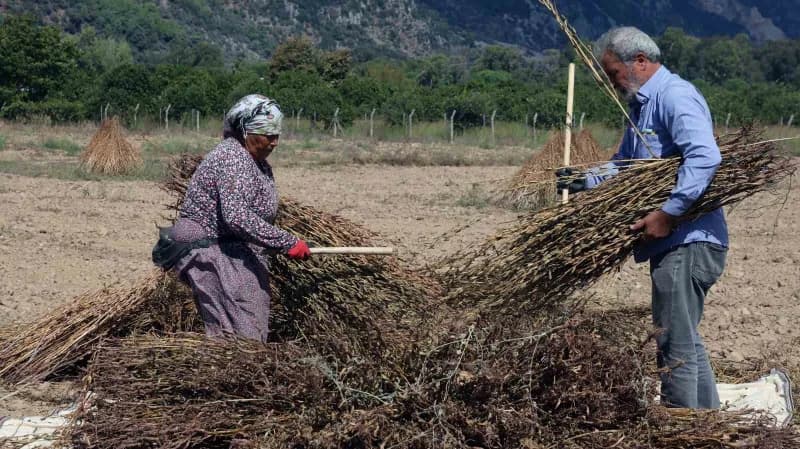 Üreticiler tarafından tarlada susam bitkisinin olgunlaşmasının ardından elle sökülerek istiflenen susam bitkileri, tarla