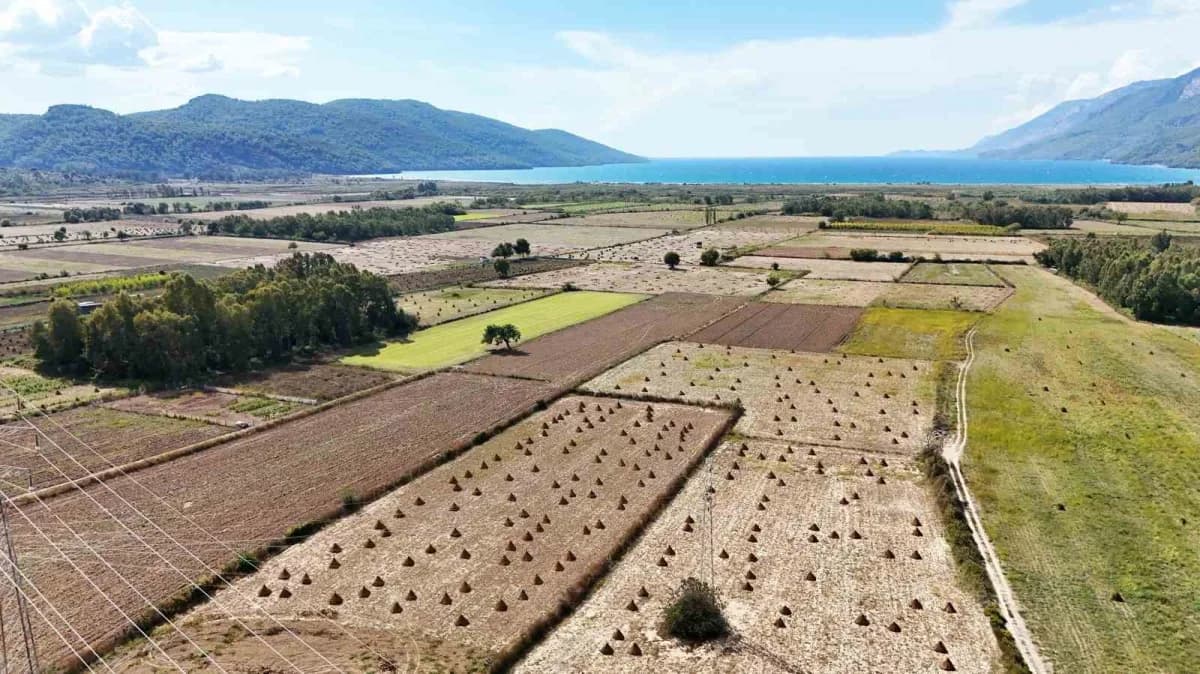 Muğla Ula'da altın sarısı renginde Gökova susamı tarlası ve hasat süreci