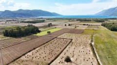 Muğla Ula'da altın sarısı renginde Gökova susamı tarlası ve hasat süreci
