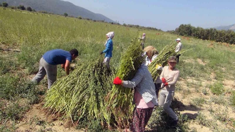 Muğla'nın Ula ilçesinde, susuz yetiştirilmesi ve kendine özgü aromasıyla öne çıkan Gökova susamında hasat dönemi başladı