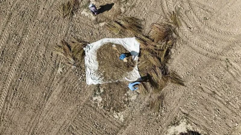 Muğla'nın Ula ilçesinde, susuz yetiştirilmesi ve kendine özgü aromasıyla öne çıkan Gökova susamında hasat dönemi başladı