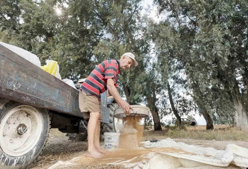 Muğla'nın Ula ilçesinde, susuz yetiştirilmesi ve kendine özgü aromasıyla öne çıkan Gökova susamında hasat dönemi başladı