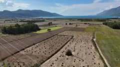 Muğla Ula ilçesinde susuz yetiştirilen altın sarısı Gökova susamı tarlası ve hasat çalışmaları