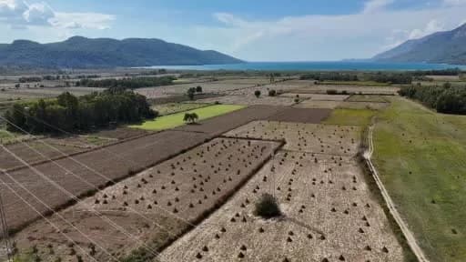 Muğla Ula ilçesinde susuz yetiştirilen altın sarısı Gökova susamı tarlası ve hasat çalışmaları
