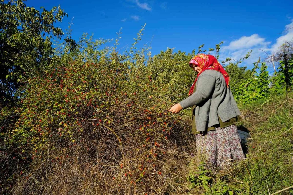 Türkiye’de doğal olarak yetişen 27 kuşburnu türünün 17’sine ev sahipliği yapan Gümüşhane’de, sonbaharla birlikte başlaya