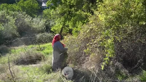 Gümüşhane Tekke Beldesi'nde dikenli dallardan toplanan kuşburnuları ve marmelat yapım süreci