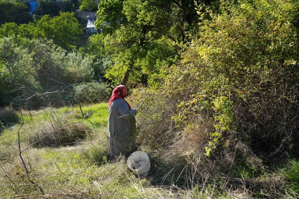 Gümüşhane Tekke Beldesi'nde dikenli dallardan toplanan kuşburnuları ve marmelat yapım süreci