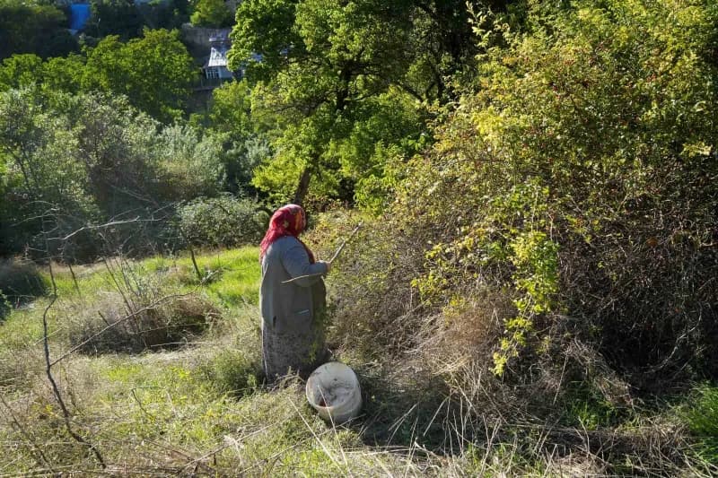 Gümüşhane Tekke Beldesi'nde dikenli dallardan toplanan kuşburnuları ve marmelat yapım süreci