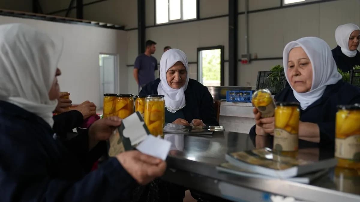 Tesiste katkısız ve düşük tuzlu turşu üretimine başlandı.