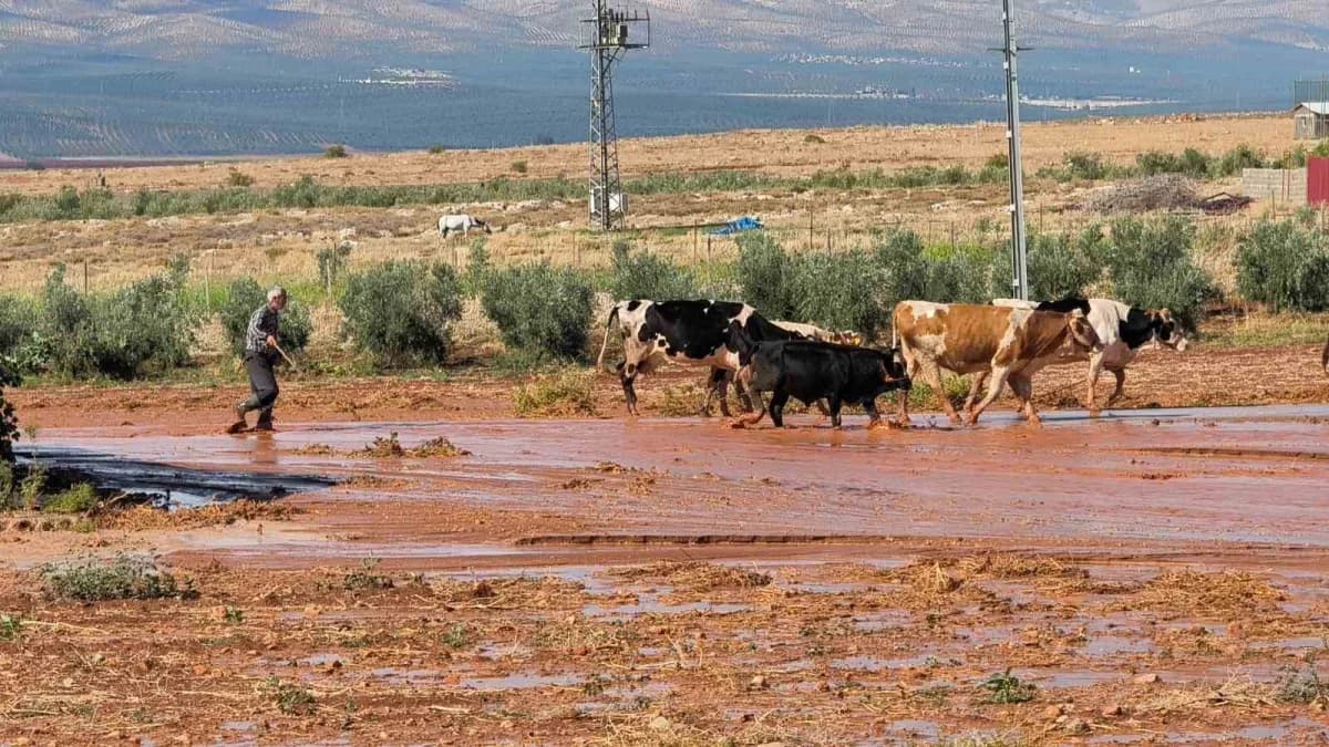 Hatay Reyhanlı'da şiddetli yağış sonrası su altında kalan tarım arazileri ve zarar gören bahçe duvarları