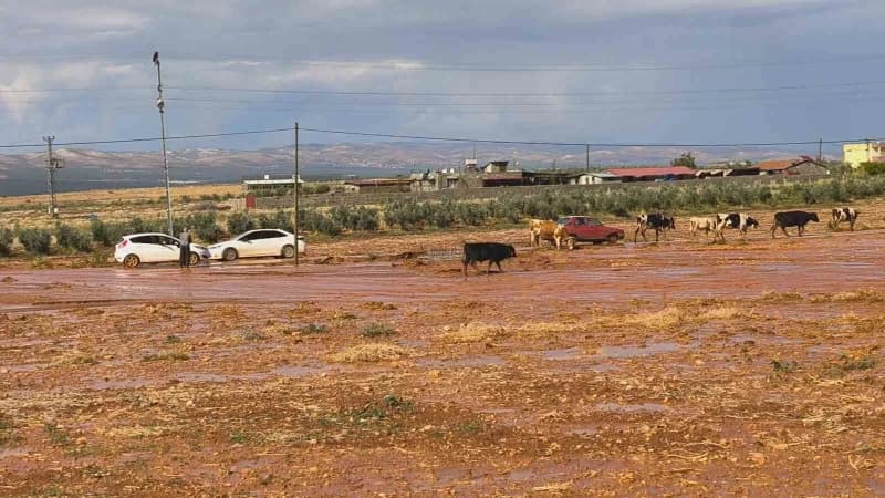 Hatay’da kısa süre etkili olan şiddetli yağış sele neden olurken, su altında kalan tarım arazilerinde insanlar ve hayvan