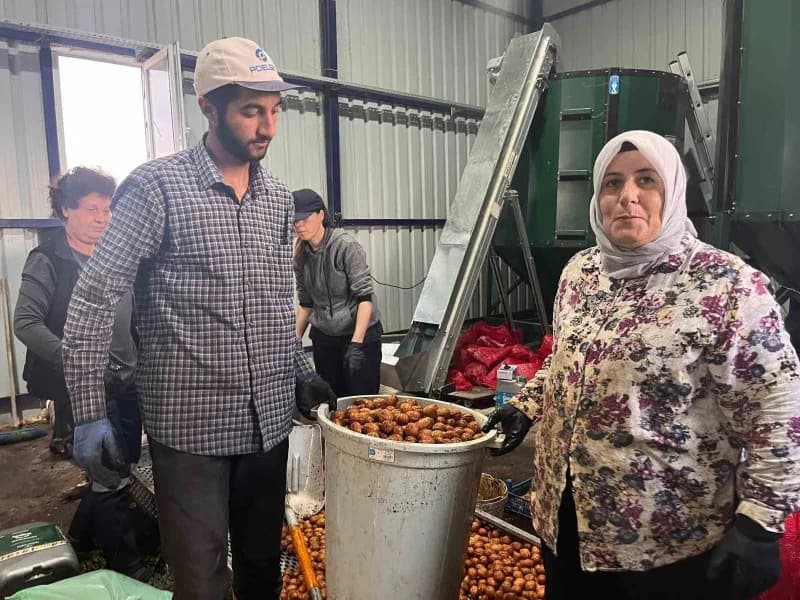 Cevizin buğday gibi yalnızca ekim ve hasat dönemlerinde ilgilenilecek bir ürün olmadığını ifade eden Yaşar, "Ceviz öyle