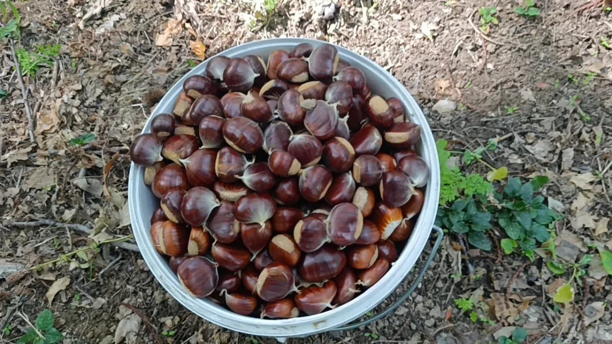 İbradı'da koruma altındaki mezarlıkta bulunan ve bazıları Bin yaşında olduğu belirtilen kestane ağaçları zehirli sarmaşı