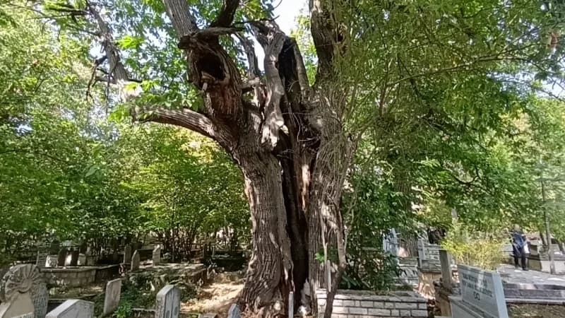 İbradı'da koruma altındaki mezarlıkta bulunan ve bazıları Bin yaşında olduğu belirtilen kestane ağaçları zehirli sarmaşı