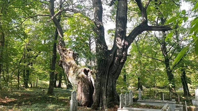 İbradı'da koruma altındaki mezarlıkta bulunan ve bazıları Bin yaşında olduğu belirtilen kestane ağaçları zehirli sarmaşı