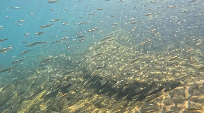 Van Gölü’nde yaşayan ve her yıl üreme döneminde tatlı sulara göç eden inci kefallerinin yavruları, büyüme süreçlerini ta