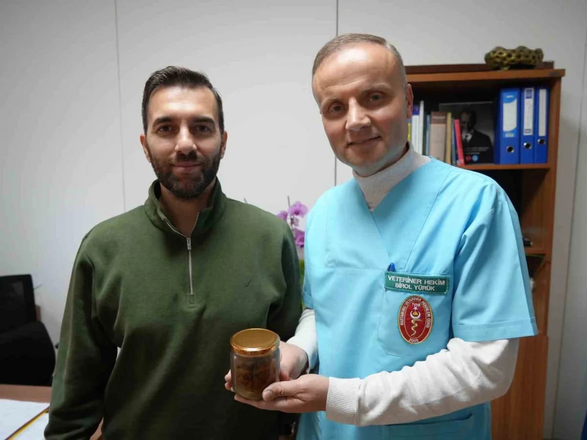 Veteriner Hekim Birol Yürük operasyonla çıkartılan armudu Kastamonu Üniversitesi Veteriner Fakültesi